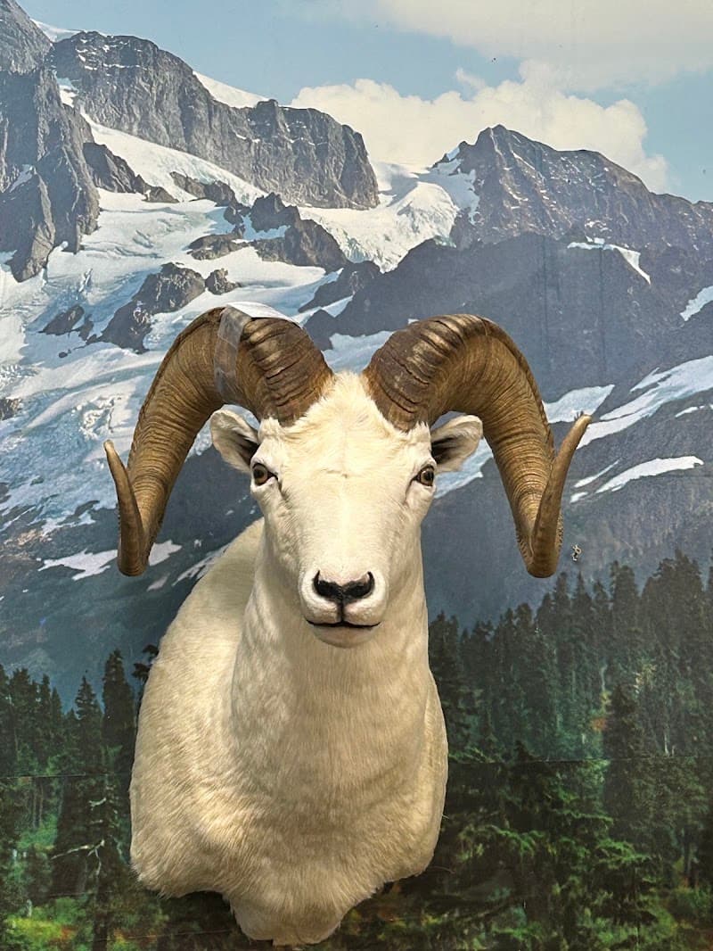 A Dall sheep shoulder mount by Moro Taxidermy, posed against a painted backdrop of a Cascade glacier and fir treeline.