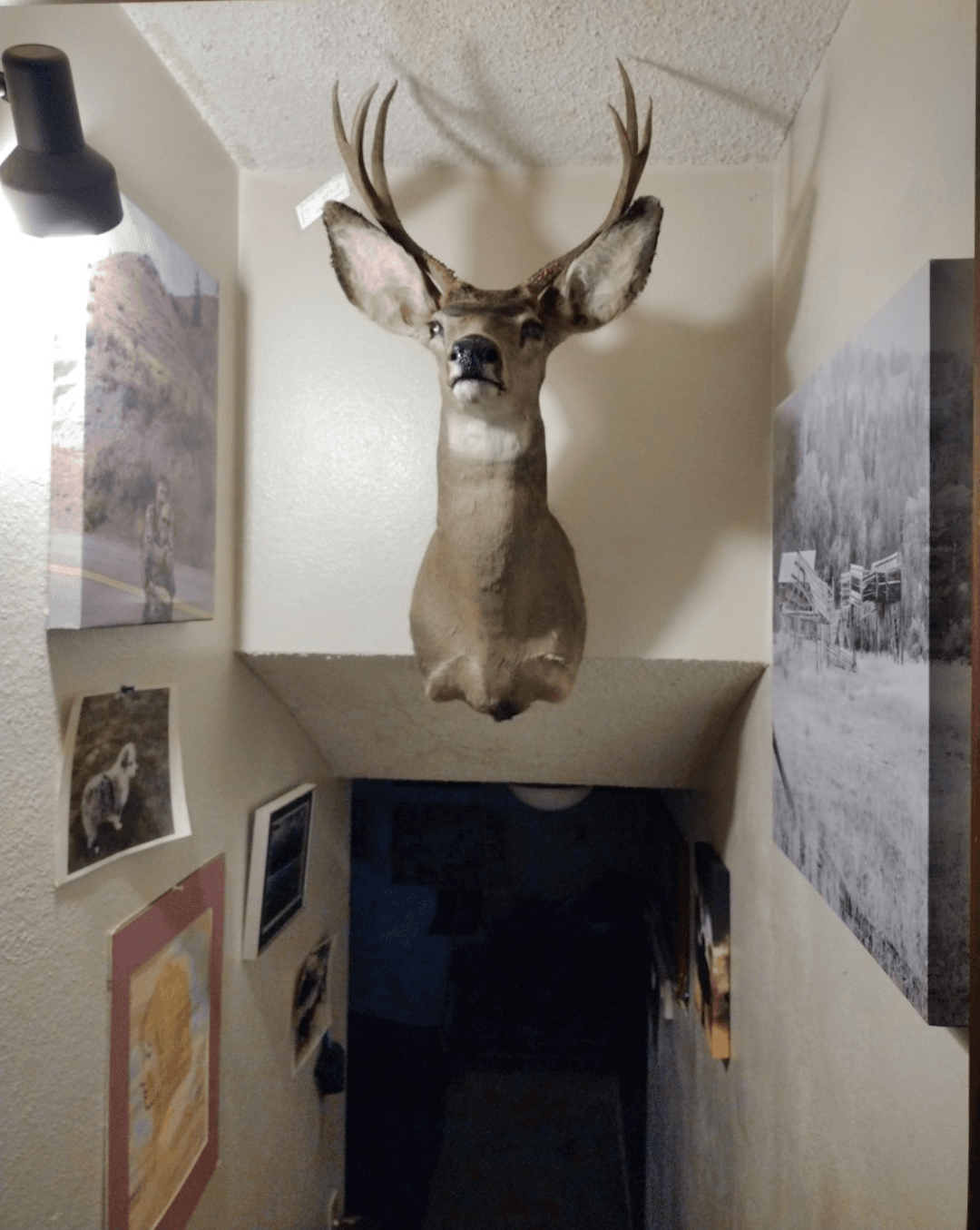 A mule deer shoulder mount above a dark stairwell inside Shawn Moro’s shop, among framed photographs on warm interior walls.
